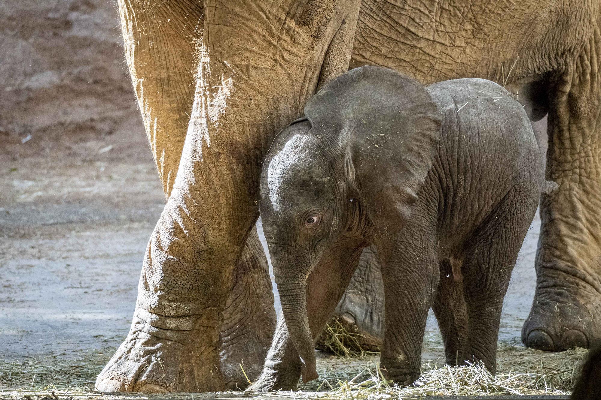Read more about the article BELLY THE ELEPHANT: Newborn Endangered Tusker Shelters Under Loving Mum’s Tummy