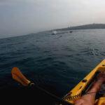 WHALE FANCY MEETING YOU HERE: Kayaker’s Incredible Close Encounter With Whale Mum…