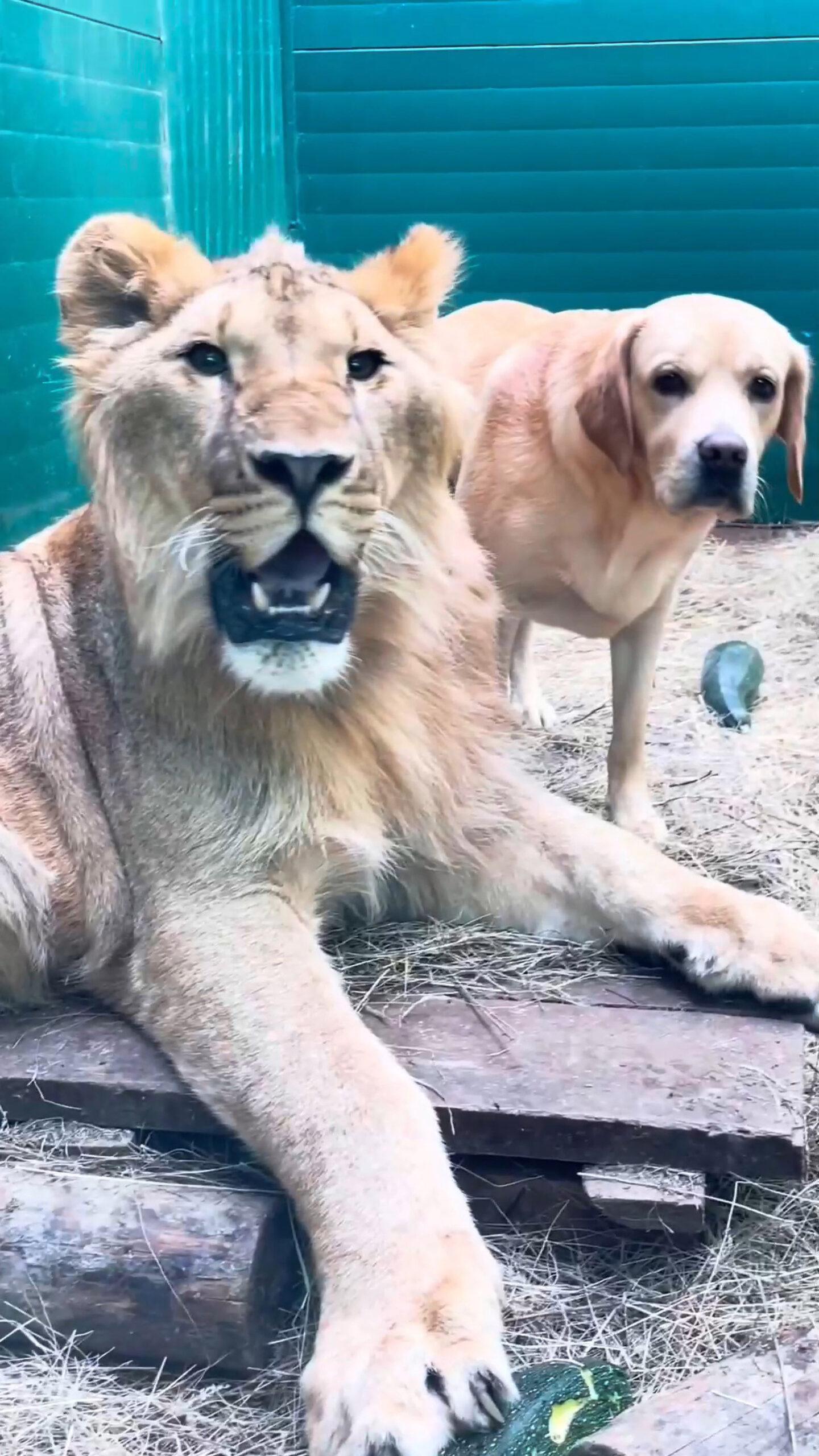 Read more about the article CATS AND DOGS: How A Labrador Became Leader Of The Pack To A Three-Legged Lion And Two Tigers