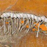 SHELL SHOCKER: Oldest Live Birth Of Snake Dating Back 47 Million Years…