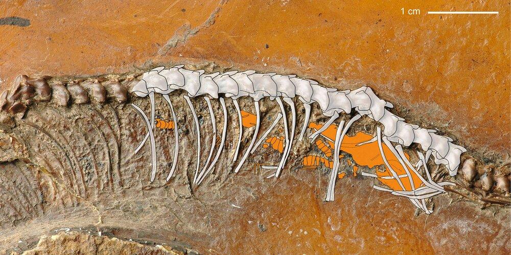 Read more about the article SHELL SHOCKER: Oldest Live Birth Of Snake Dating Back 47 Million Years Discovered