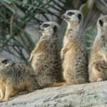 COMPARE THE MEERKATS: Cute Creatures Are Visitors’ Favourites