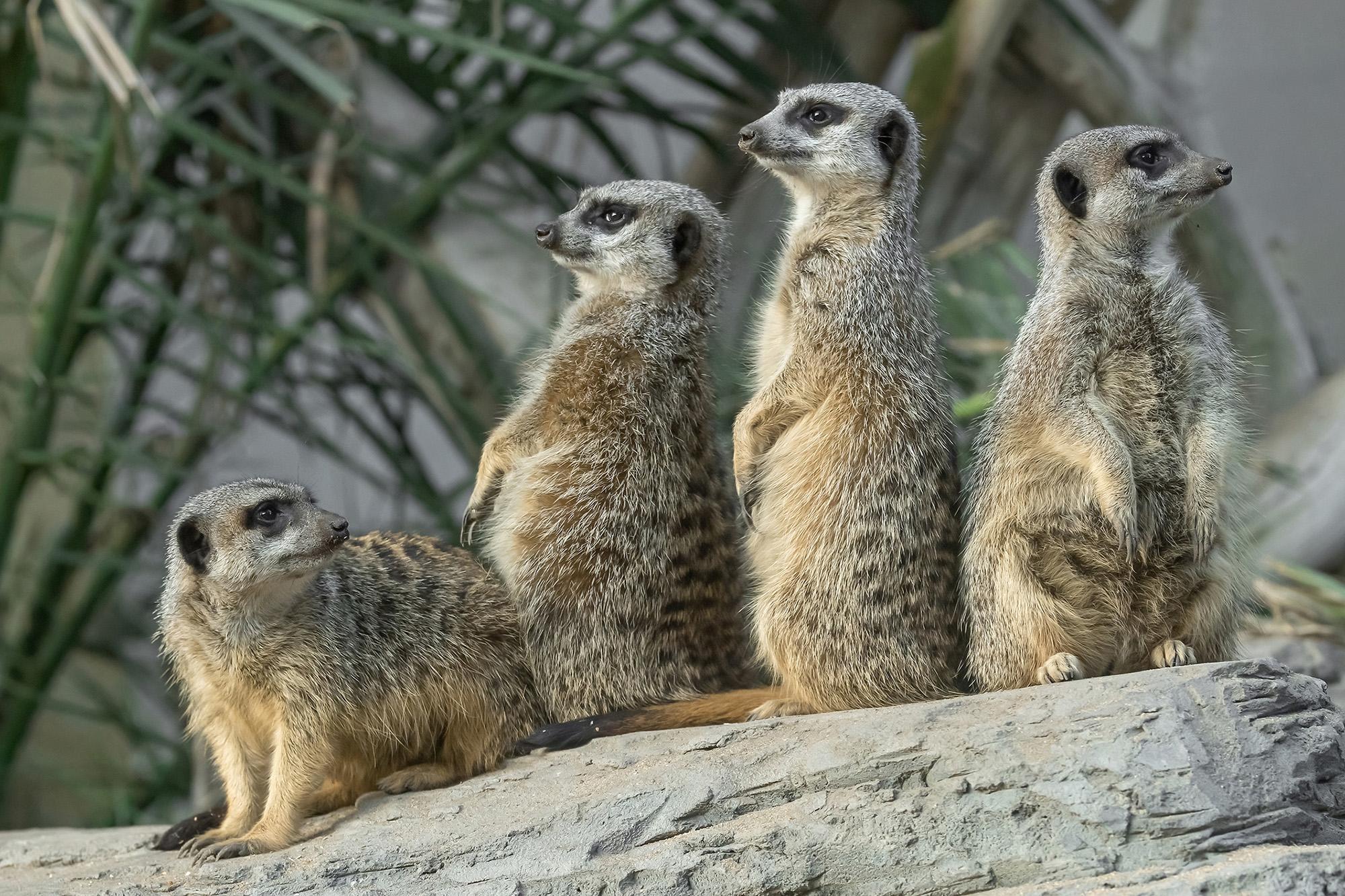 Read more about the article COMPARE THE MEERKATS: Cute Creatures Are Visitors’ Favourites