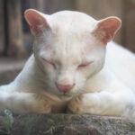 WHITE LEOPARDUS: World’s First Albino Ocelot Found In The Wild Gets New…
