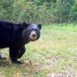 BEAR NECCESITIES: Bear Cub Adjusts Trail Camera With Surprisingly Good Close-Up Footage…