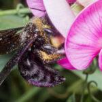 LET’S BEE-LIEVE: Bee Venom Study Hints Breast Cancer Treatment Prospect