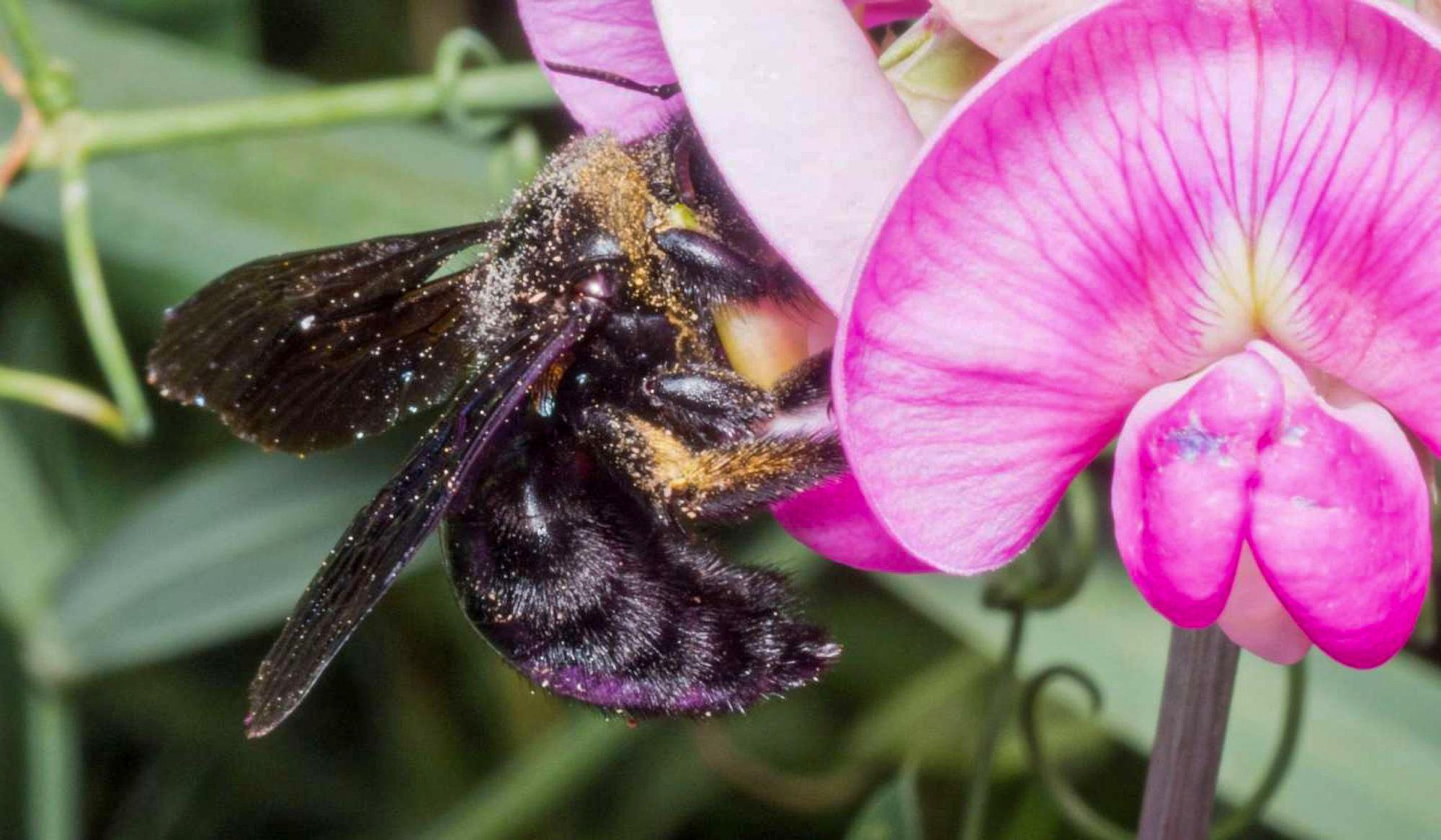 Read more about the article LET’S BEE-LIEVE: Bee Venom Study Hints Breast Cancer Treatment Prospect