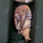 A BUG’S NEW LIFE: Astonishing Time-Lapse Video Reveals Stag Beetle Hatching