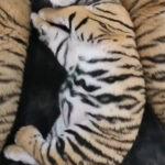SLEEPING BEAUTIES: Rescued Tiger Cubs Found Underweight Now Have Round Bellies