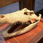 WHAT THE CROC: Nine Crocodile Heads Found In Egyptian Tombs Of Two…
