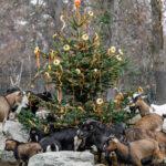 BUTT OUT: Greedy Goats Hog All The Holiday Treats