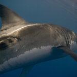 SHARKING HELL: Great White Shark With Huge Gash Swims Feet Away From…
