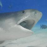 SEA THAT: Massive Tiger Shark Casually Munches On Huge Fish As It…