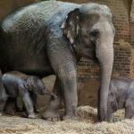 NELLYPHANT DOUBLE: German Zoo Celebrates Xmas By Welcoming 2nd Endangered Asian Elephant…