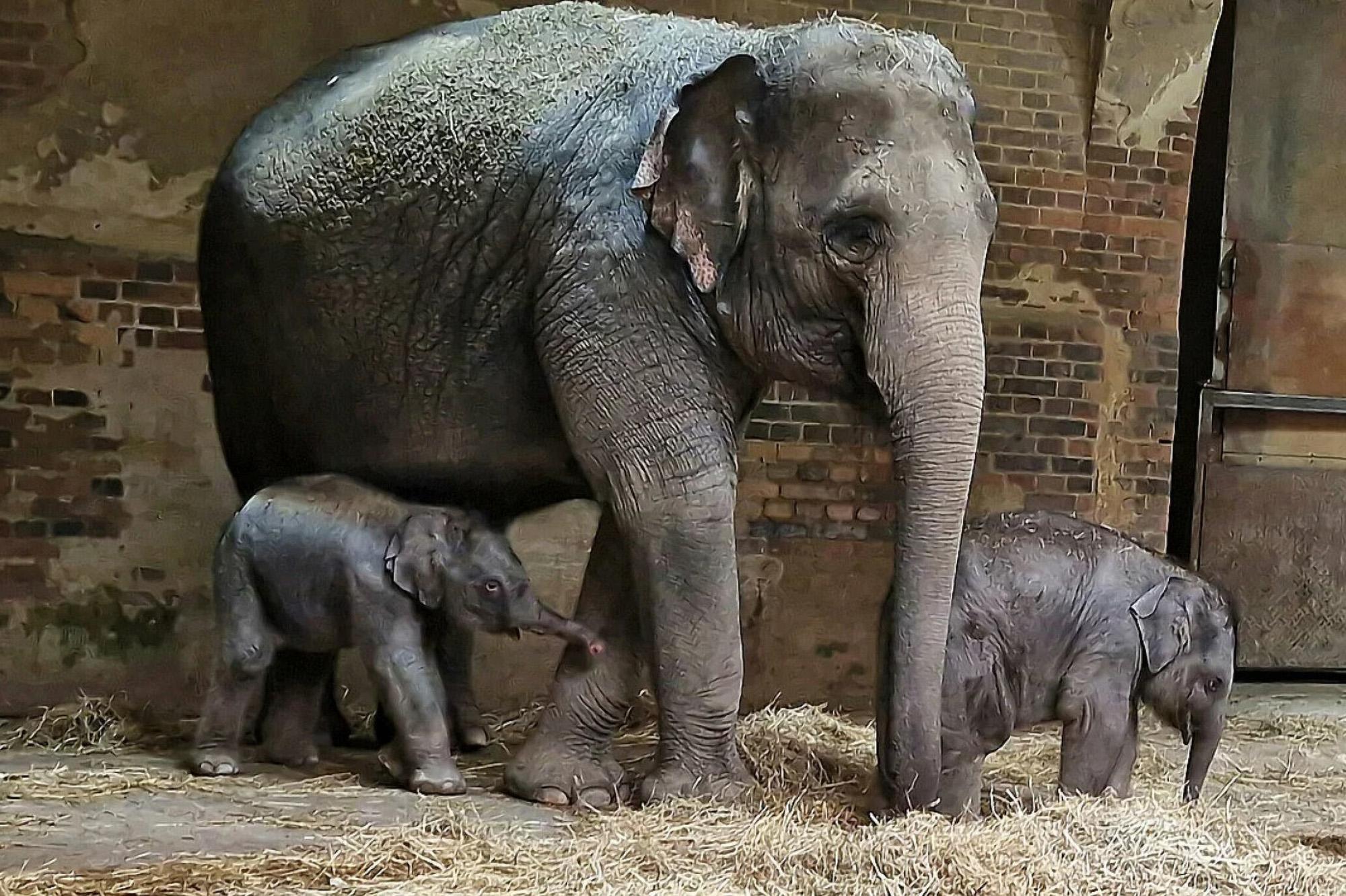 Read more about the article NELLYPHANT DOUBLE: German Zoo Celebrates Xmas By Welcoming 2nd Endangered Asian Elephant Calf
