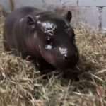 HIP, HIP, HOORAY: Baby Pygmy Hippo Born In US Zoo A Cause…