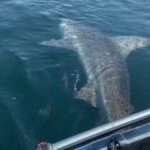 SHARK TALE: Fisherman On Tiny Kayak Hooks Massive Bull Shark