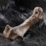 FUR BACK: Humans Have Been Using Bear Skins For At Least 300,000…