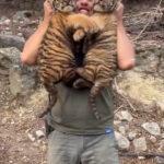 CUB LOVE: Safari Park Employee’s Way Of Showing Love Startles Two Tiger…