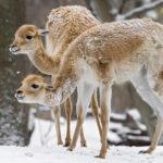 WINTER WONDERLAND: Animals At The World’s Oldest Zoo Overjoyed Over First Snow…