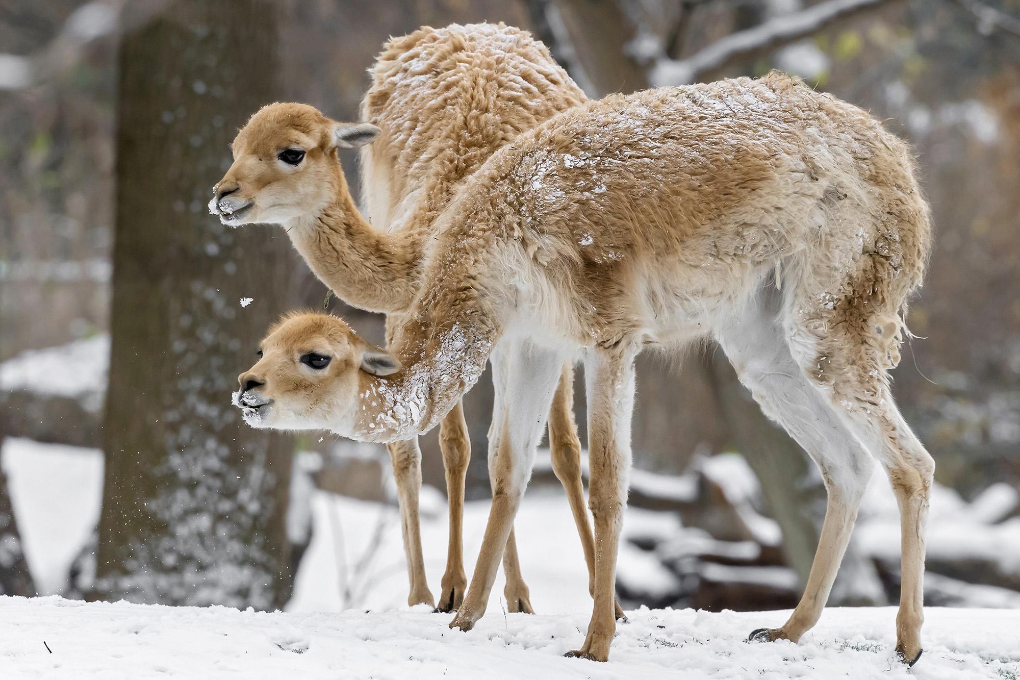 Read more about the article WINTER WONDERLAND: Animals At The World’s Oldest Zoo Overjoyed Over First Snow Cover In The City