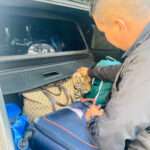 STRIPE ME: Traffic Cops Find Live Tiger In Couple’s Car Boot