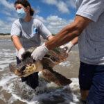 TURTLE FREEDOM: Endangered Loggerheads Released Back Into Sea