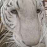 CROUCHING TIGER: Rare White Bengal Tiger Slobbers On GoPro Camera