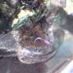FATAL ATTRACTION: Fatal Attraction: Alligator Snapping Turtle Uses Worm-like Tongue To Lure…