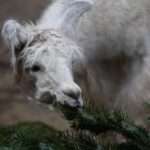 FUR REAL: Tannenbaum Trees Go Down A Treat For Swiss Zoo Animals