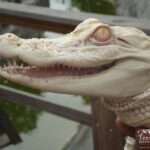 CROCODILE SUITCASE: Live Albino Alligator Found By Customs In Passenger’s Luggage Finds…