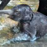 WATER GREAT DAY: Endangered Baby Elephants Take A Dip And Play With…