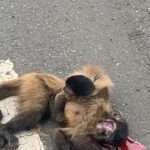 TUG OF LOVE: Monkey Baby Hugs Dead Mother Crushed By Car