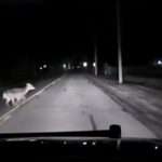 OH DEER: Car Breaks As Jaywalking Deer Makes Dash Across Road