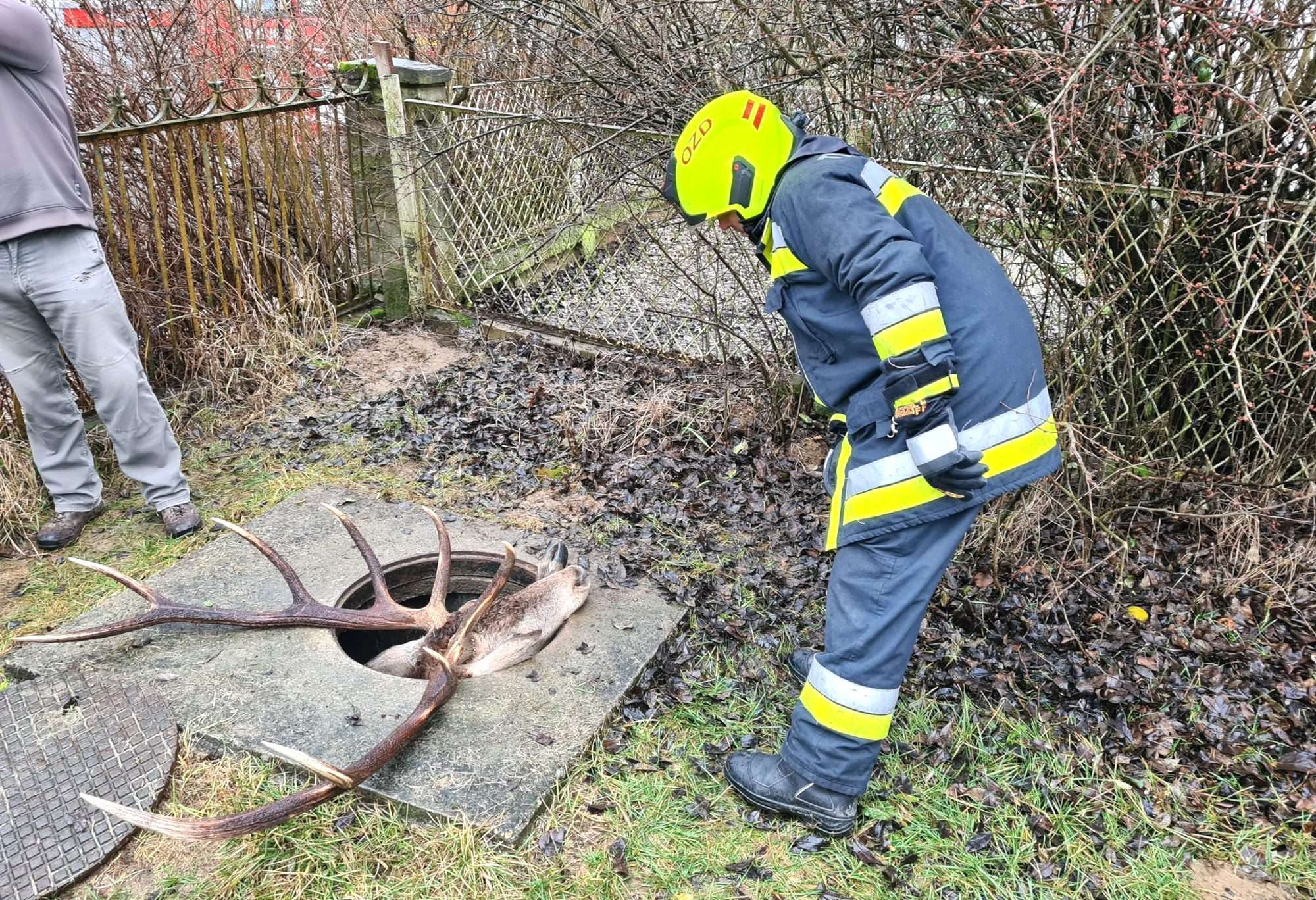 Read more about the article STAG IN THE HOLE: Deer Found Stuck Down Manhole With Only Its Massive Antlers Stopping It From Falling Further