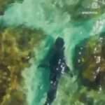 SHARK SHOOTER: Drone Operator Raises Alarm Over Underwater Predator