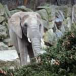 FIR REAL: Endangered Elephants At World’s Oldest Zoo Get Huge Tree Treat