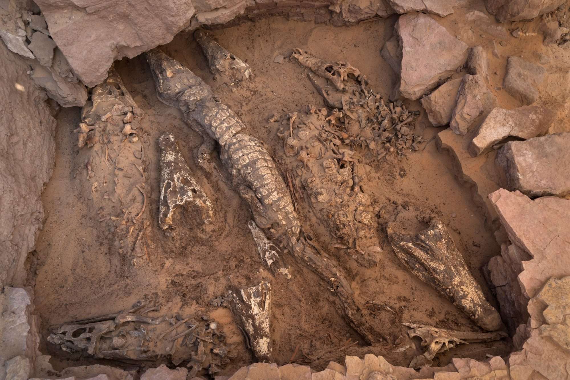 Read more about the article CROCCY HORROR: Mummified Fertility Crocs Found In Ancient Egyptian Tomb