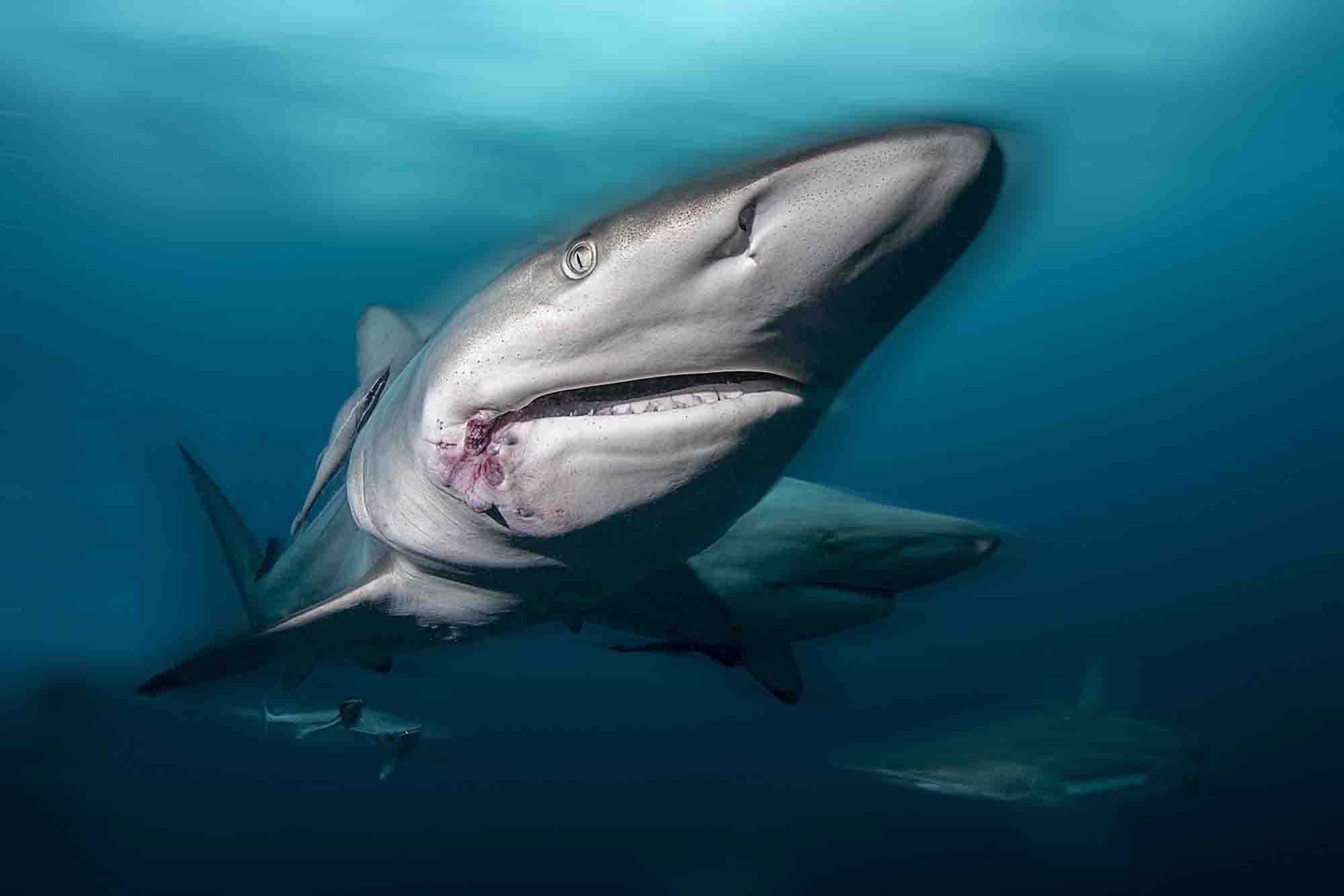 Photojournalists Stunning Images Of Marine Life Tell…