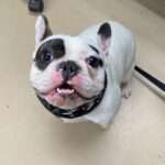 PUP IDOL: Ralphie The ‘Terrorist’ Super Cute French Bulldog Goes Viral In…