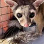 PUSS IN BOOTS: Rare Ringtail Cat Trapped In Clothing Store For 3…