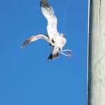 SEAGULL RESCUE: Firefighters Rescue Dangling Seagull Tangled In String From Florida Utility…