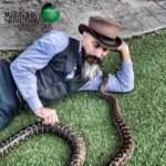 SNAKES ALIVE: Ex-Marine Snake Breeder Helps Snakes Hatch Safely