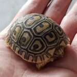 SHELL SHOCKED: Nine Protected Tortoises Stolen From Pet Shop In Switzerland