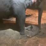 LOST BABY: Swiss Zoo Says Endangered Elephant Calf Died Shortly After Birth