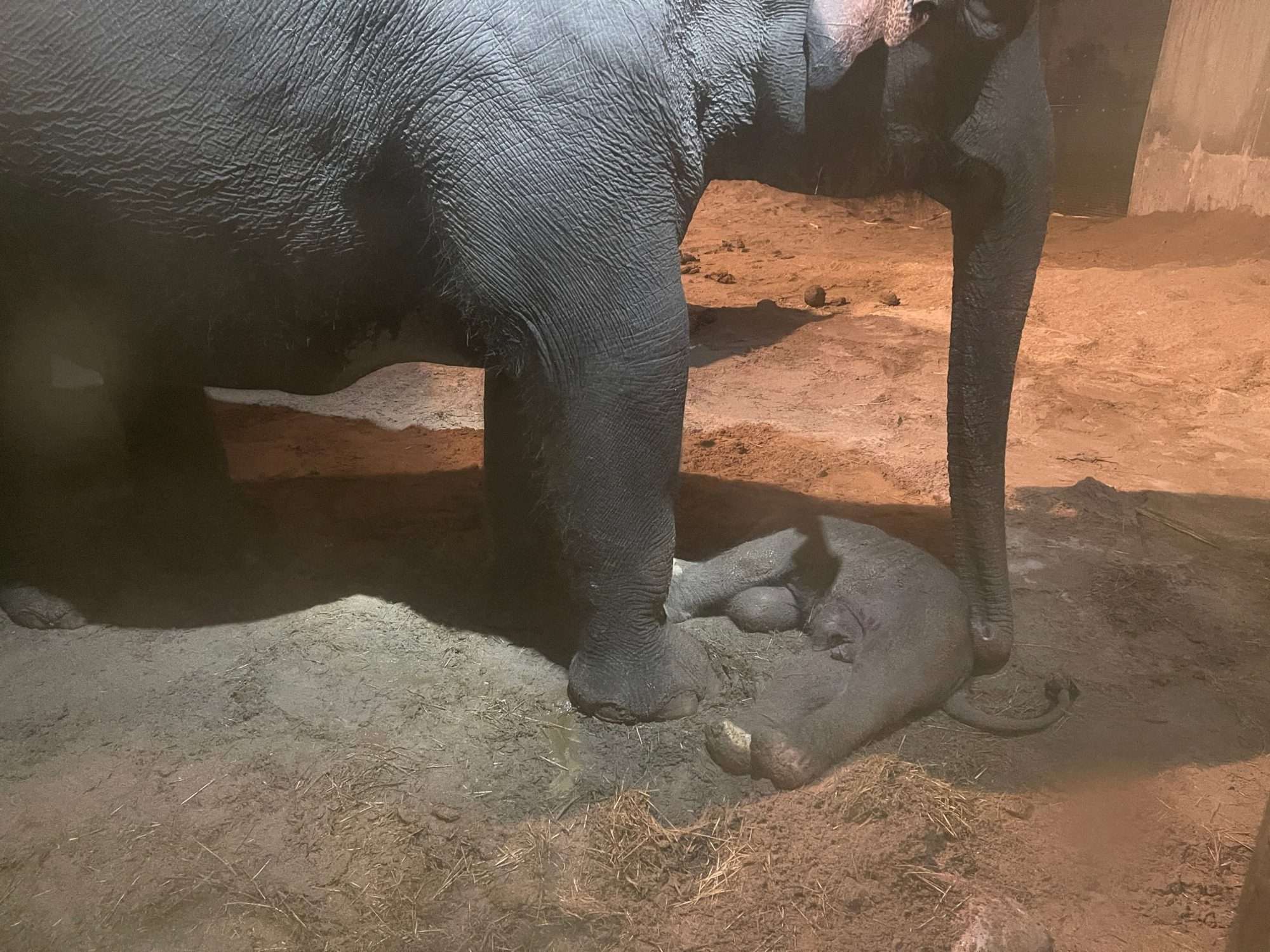 Read more about the article LOST BABY: Swiss Zoo Says Endangered Elephant Calf Died Shortly After Birth