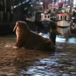 THOR LOSER: Walrus Leaves UK For Colder Waters
