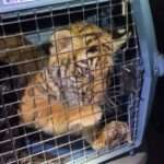 CROUCHING TIGER: Albuquerque Police Discovers Caged Tiger Cub During Shooting Investigation