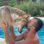 HOWLS ABOUT THAT: Wolf Enthusiast From Ukraine Shares Insight Into Home Life…