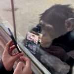 Chimp Wowed By Animal Videos Seen On Zoo Visitor’s Phone